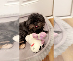 Small Photo #1 Shih Tzu Puppy For Sale in MONROE, NC, USA