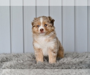Miniature Australian Shepherd Puppy for sale in MILLERSBURG, OH, USA