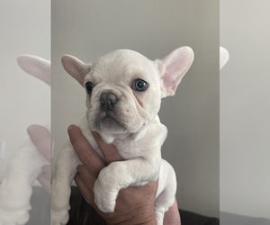 French Bulldog Puppy for sale in RIVERSIDE, CA, USA