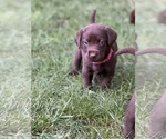 Small Photo #11 Labrador Retriever Puppy For Sale in GLADSTONE, VA, USA