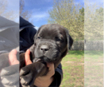 Small Photo #1 Cane Corso Puppy For Sale in JUNCTION CITY, KS, USA