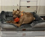 Small #13 American Pit Bull Terrier Mix