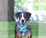 Small Catahoula Leopard Dog-Mountain Cur Mix