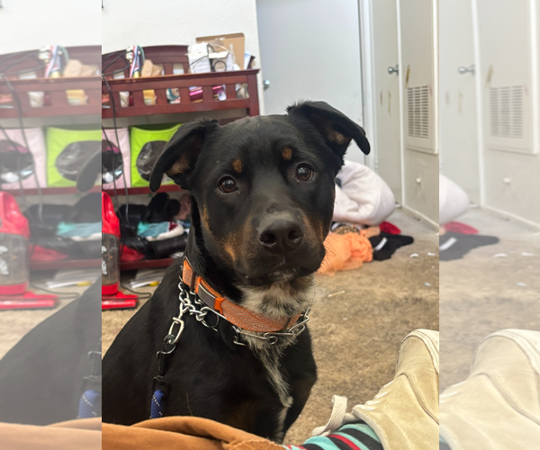 Medium Photo #2 Rottweiler-Unknown Mix Puppy For Sale in Marina Del Rey, CA, USA