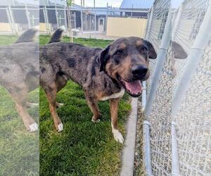Mutt Dogs for adoption in Emmett, ID, USA