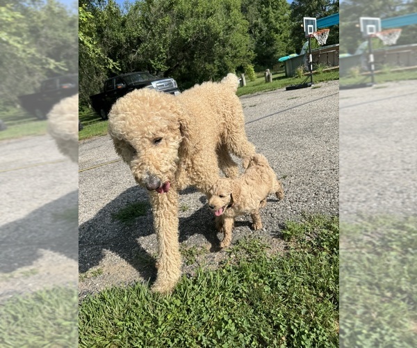 Medium Photo #1 Australian Labradoodle-Poodle (Standard) Mix Puppy For Sale in CANTON, IL, USA