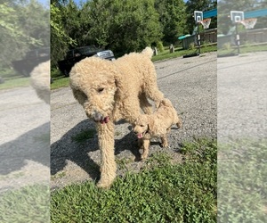 Father of the Australian Labradoodle-Poodle (Standard) Mix puppies born on 06/02/2025