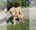 Small Photo #1 Australian Labradoodle-Poodle (Standard) Mix Puppy For Sale in CANTON, IL, USA