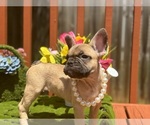 Puppy Fee French Bulldog