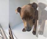 Small American Pit Bull Terrier