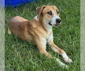 Labrador Retriever-Unknown Mix Dogs for adoption in Houston, TX, USA