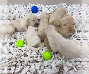 Golden Retriever Puppy for sale in MIAMI, FL, USA