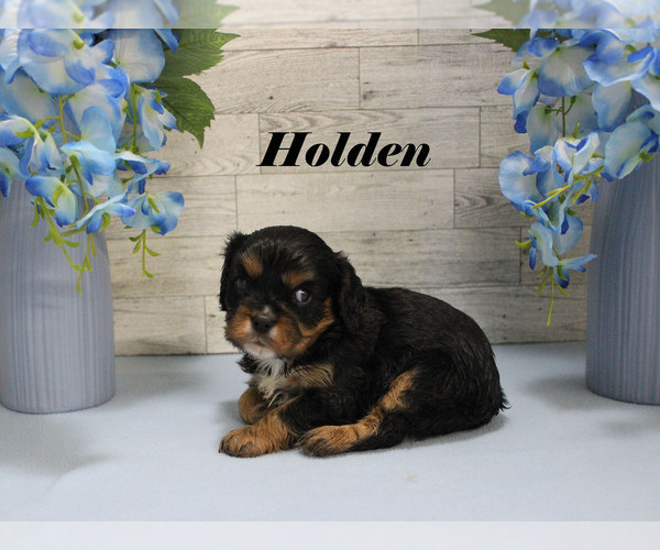 Medium Photo #12 Cavalier King Charles Spaniel Puppy For Sale in CHANUTE, KS, USA