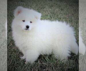 Samoyed Puppy for sale in THORP, WI, USA