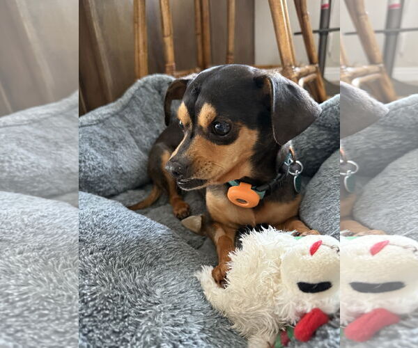 Medium Photo #5 Chipin Puppy For Sale in Lake Elsinore, CA, USA