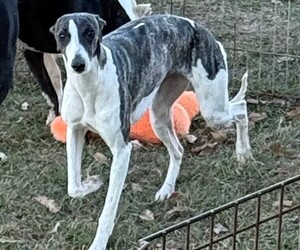 Mother of the Whippet puppies born on 03/19/2026