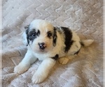 Small #1 Aussiedoodle