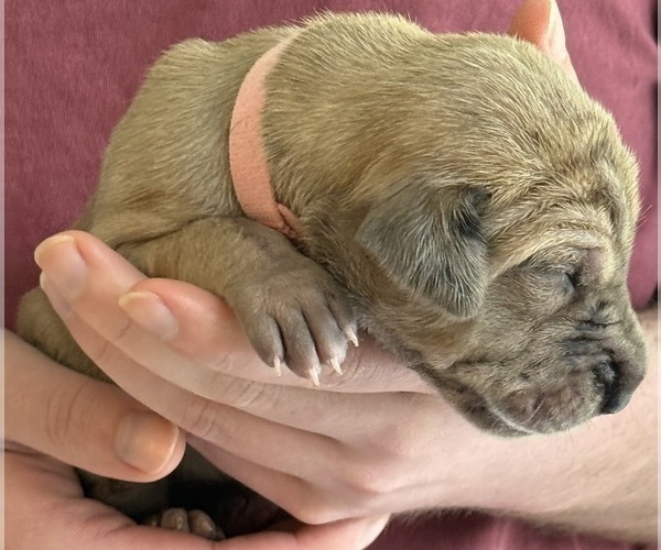 Medium Photo #4 Great Dane Puppy For Sale in GALLOWAY, OH, USA