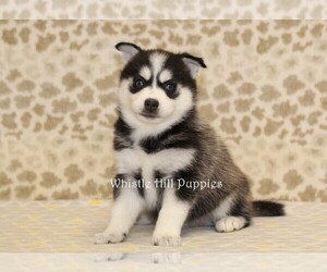 Pomsky Puppy for sale in DENVER, PA, USA