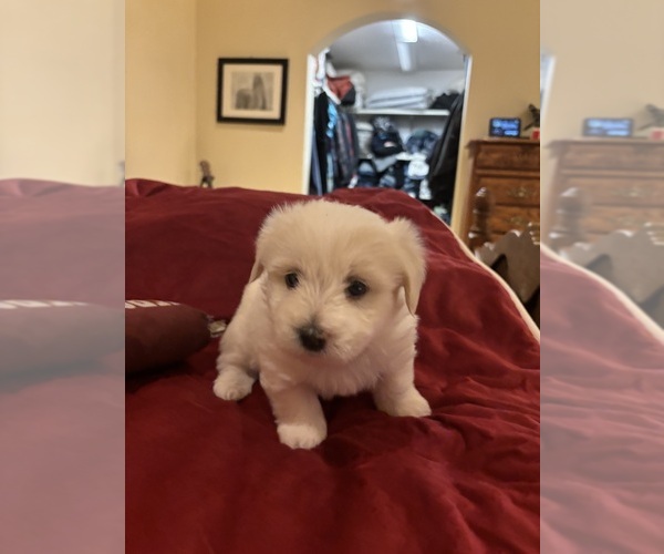 Medium Photo #5 Coton de Tulear Puppy For Sale in BIG RAPIDS, MI, USA