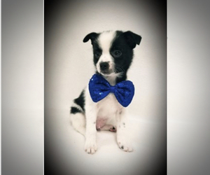 Pom-A-Pug Puppy for sale in MILWAUKEE, WI, USA