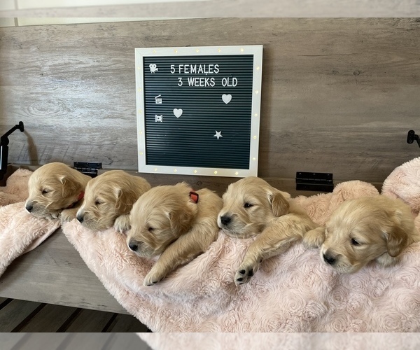 Medium Photo #1 Golden Retriever Puppy For Sale in CROWN POINT, IN, USA