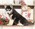 Small #1 Siberian Husky