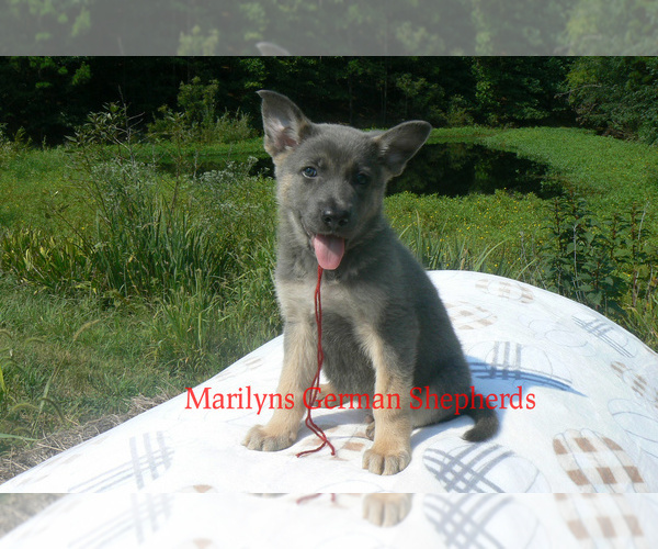 Medium Photo #2 German Shepherd Dog Puppy For Sale in PIEDMONT, MO, USA