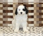 Small #2 Bernedoodle (Miniature)