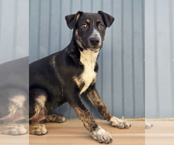 Medium Photo #5 German Shepherd Dog-Unknown Mix Puppy For Sale in Lakewood, CO, USA