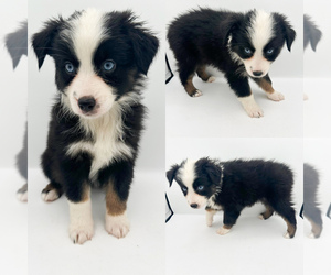 Miniature Australian Shepherd Puppy for sale in BROOKER, FL, USA