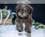 Puppy Roger Shih Tzu