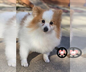 Pomeranian Dogs for adoption in Lebanon, PA, USA