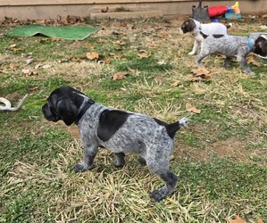 German Shorthaired Pointer Puppy for sale in GIVEN, WV, USA