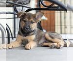 Small #3 Boxer Mix