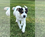 Small #3 Labrador Retriever Mix