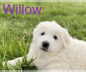 Great Pyrenees Puppy for sale in HILLSBORO, MO, USA