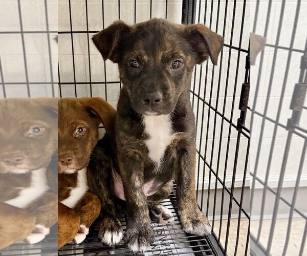 Medium Photo #4 Boxador Puppy For Sale in Gilberts, IL, USA