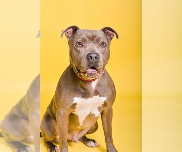 Medium Photo #2 American Staffordshire Terrier Puppy For Sale in Fort Lauderdale, FL, USA