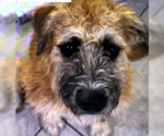 Small #2 Border Terrier-Wheaten Terrier Mix