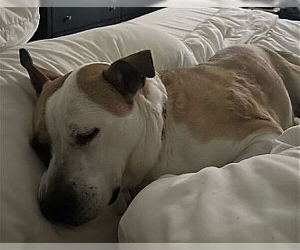 Medium Photo #1 Bullboxer Pit Puppy For Sale in Dana Point, CA, USA