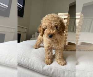 Goldendoodle (Miniature) Puppy for sale in FRISCO, TX, USA