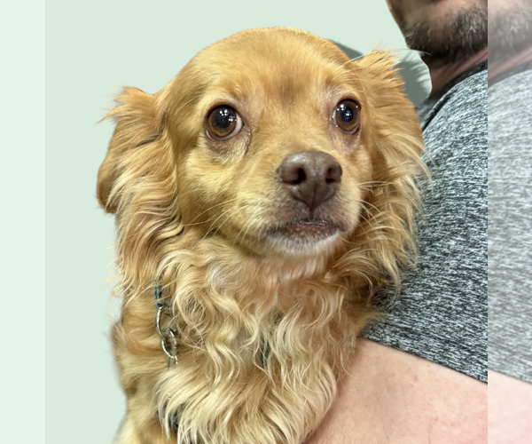 Medium Photo #1 Chihuahua-Unknown Mix Puppy For Sale in Rockville, MD, USA