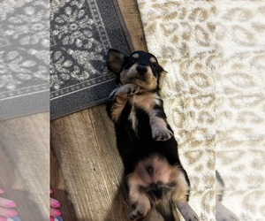 Dachshund Puppy for sale in GUTHRIE, KY, USA