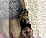Image preview for Ad Listing. Nickname: Bobby AKC