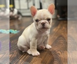 Puppy Puppy 1 French Bulldog