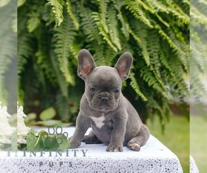 French Bulldog Puppy for sale in NARVON, PA, USA