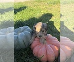Litter of - Female Bernedoodle (Miniature) Puppy for Sale - Small photo