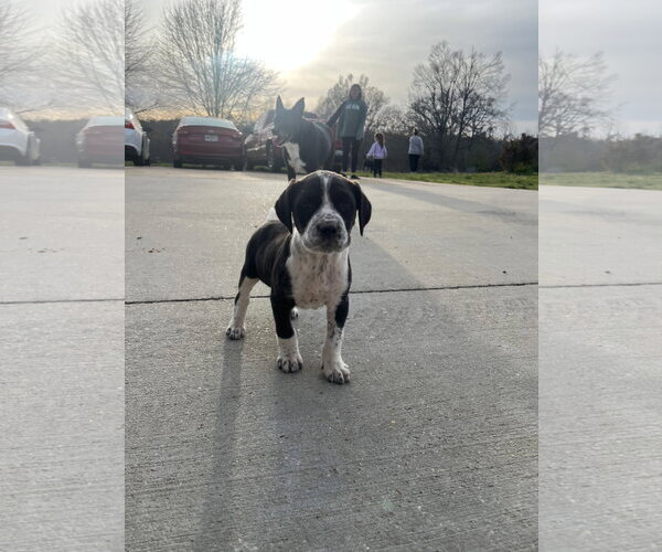 Medium Photo #3 Pointer-Unknown Mix Puppy For Sale in Mobile, AL, USA