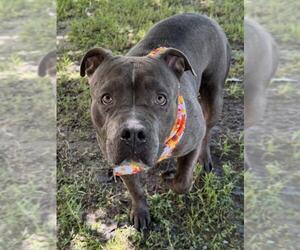 Mutt Dogs for adoption in Tulsa, OK, USA